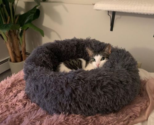 Customer photo review of Calming Dog Bed with Removable Cover