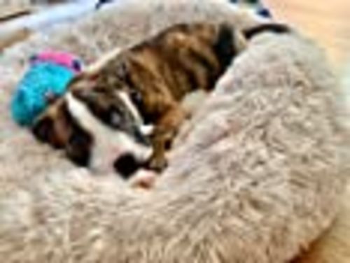 Customer photo review of Calming Dog Bed with Removable Cover