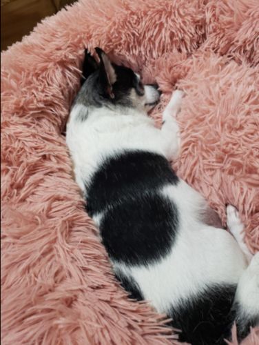 Customer photo review of Calming Dog Bed with Removable Cover