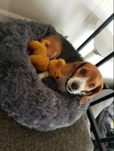 Customer photo review of Calming Dog Bed with Removable Cover