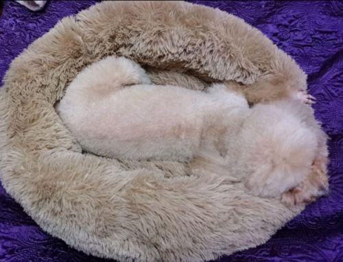 Customer photo review of Calming Dog Bed with Removable Cover