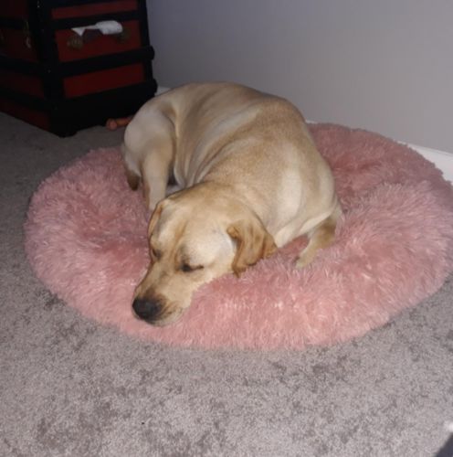 Customer photo review of Calming Dog Bed with Removable Cover