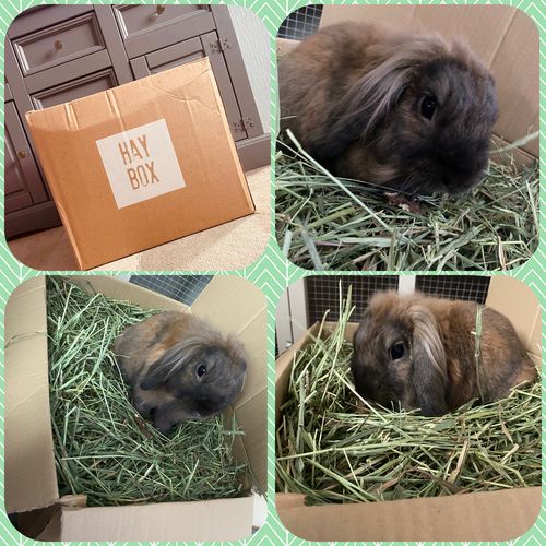 Customer photo review of Timothy Hay Box