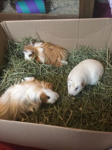 Customer photo review of Timothy Hay Box
