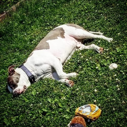 Customer photo review of Hippie & French Wake & Bacon Pet CBD 600mgs