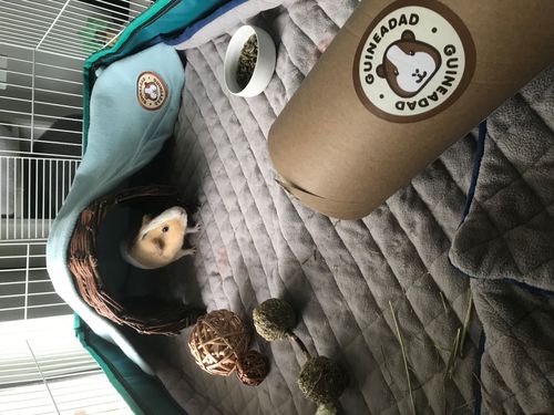 Customer photo review of GuineaDad Liner- Full Sizes with Pockets