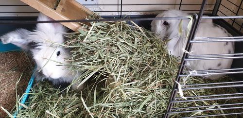Customer photo review of Timothy Hay Box