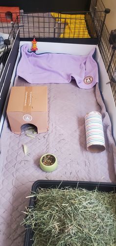 Customer photo review of GuineaDad Liner- Full Sizes with Pockets