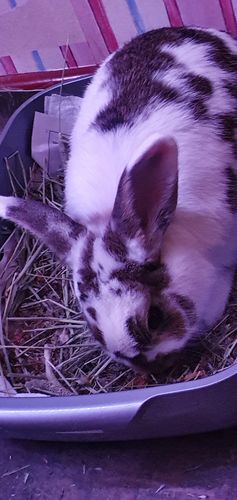 Customer photo review of Timothy Hay Box