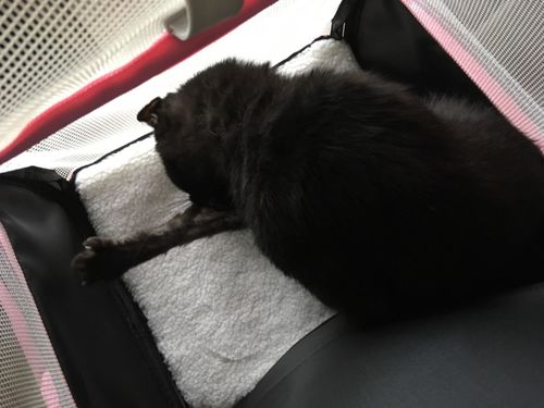 Customer photo review of Cat Pet Carrier Fully Ventilated Style Backpack