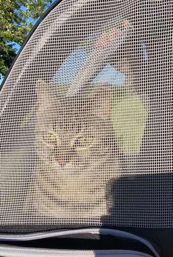 Customer photo review of Cat Pet Carrier Fully Ventilated Style Backpack