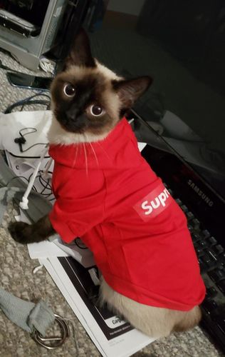 Customer photo review of Pet Fashion Shirt, Cat Cotton Vest/Hoodie(Hosico Same Style)