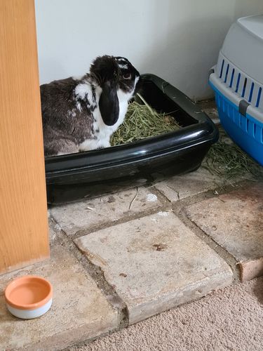 Customer photo review of Timothy Hay Box