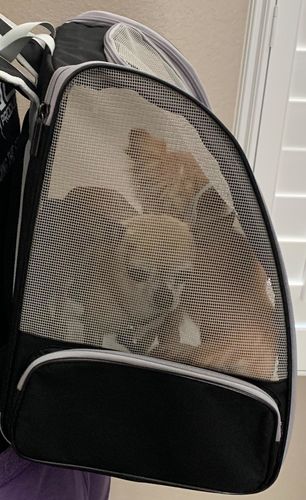 Customer photo review of Cat Pet Carrier Fully Ventilated Style Backpack