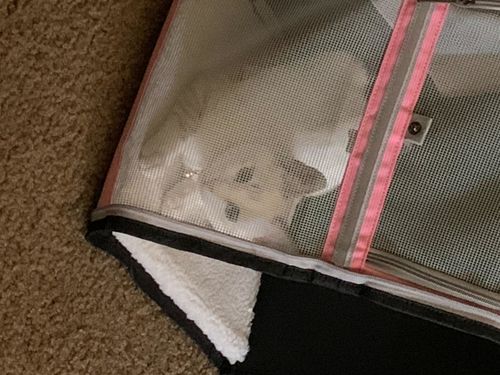 Customer photo review of Cat Pet Carrier Fully Ventilated Style Backpack