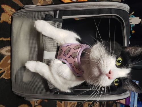 Customer photo review of Cat Pet Carrier Fully Ventilated Style Backpack