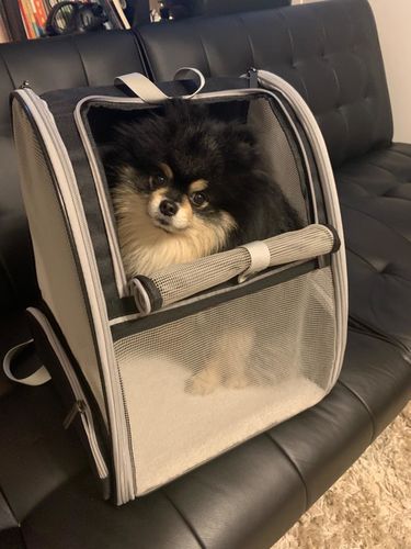 Customer photo review of Cat Pet Carrier Fully Ventilated Style Backpack