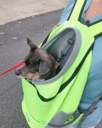 Customer photo review of Petyfy™ Dog Backpack + Lifetime Warranty!
