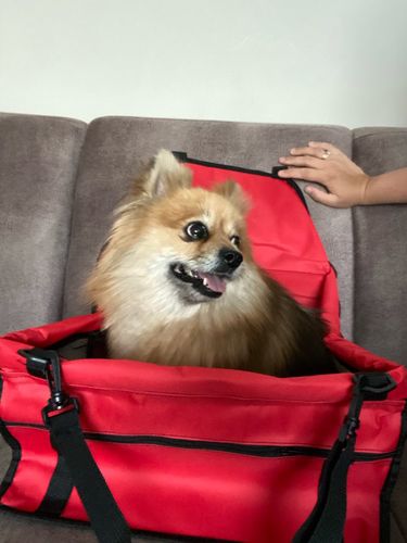 Customer photo review of Waterproof Dog Safety Car Seat