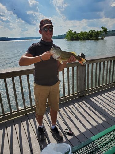 Customer photo review of Headbanger RockerHead 3-pack