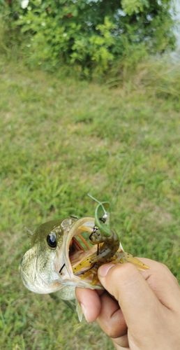 Customer photo review of Headbanger RockerHead 3-pack