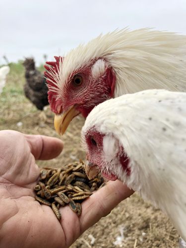 Customer photo review of GrubTerra Dried Larvae