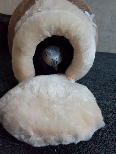 Customer photo review of Cat Igloo Insulated House