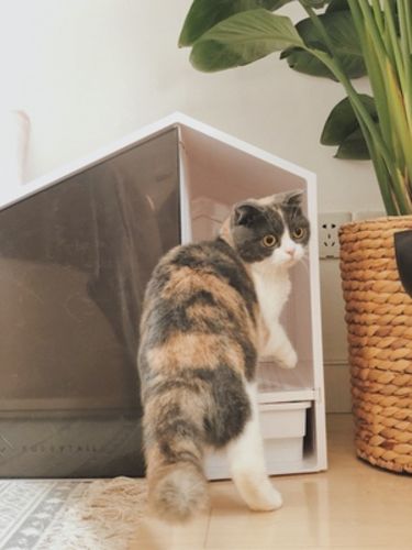 Customer photo review of Furrytail XL Semi-Closed Glow House Cat Litter Box with Scoop
