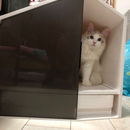 Customer photo review of Furrytail XL Semi-Closed Glow House Cat Litter Box with Scoop