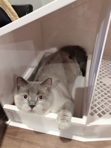 Customer photo review of Furrytail XL Semi-Closed Glow House Cat Litter Box with Scoop