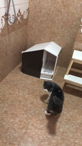 Customer photo review of Furrytail XL Semi-Closed Glow House Cat Litter Box with Scoop