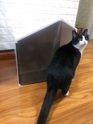 Customer photo review of Furrytail XL Semi-Closed Glow House Cat Litter Box with Scoop