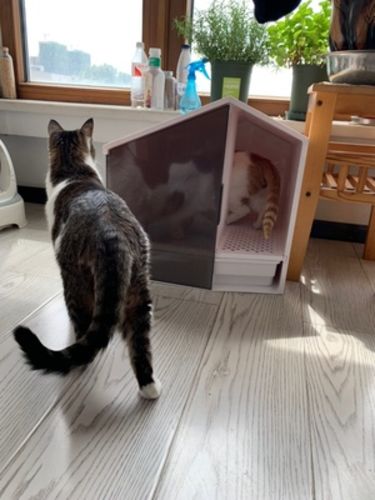 Customer photo review of Furrytail XL Semi-Closed Glow House Cat Litter Box with Scoop
