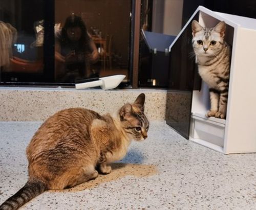 Customer photo review of Furrytail XL Semi-Closed Glow House Cat Litter Box with Scoop