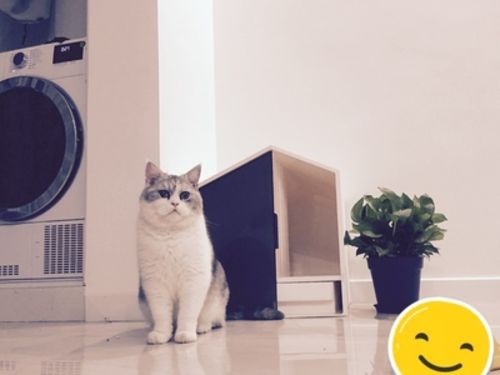 Customer photo review of Furrytail XL Semi-Closed Glow House Cat Litter Box with Scoop