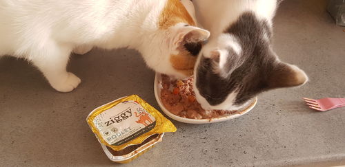 Avis photo d'un client sur Box d'essai 4 Pâtées pour Chats - Sans Céréales