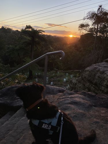 Customer photo review of DF Co. Sky Blue Dog Harness