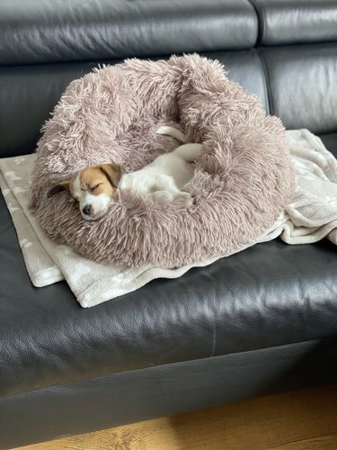 Customer photo review of FluffyBed™ - Gemütliches Haustierbett