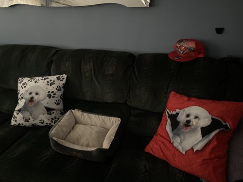 Customer photo review of They Steal Your Couch - Maltese Pillow Cases V1 (Set of 2)