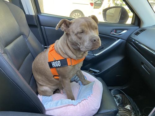 Customer photo review of DF Co. Hi-Vis Orange Dog Harness