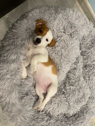 Customer photo review of Calming Anxiety Bed