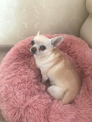 Customer photo review of Calming Anxiety Bed