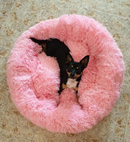 Customer photo review of Calming Anxiety Bed