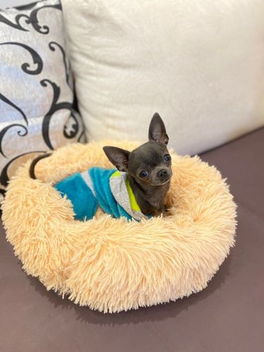 Customer photo review of Calming Anxiety Bed