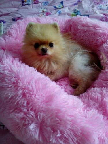 Customer photo review of Calming Anxiety Bed