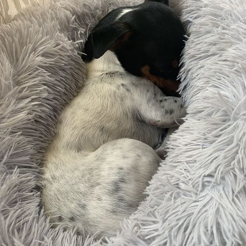 Customer photo review of Calming Anxiety Bed