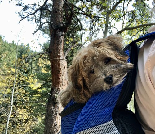 Customer photo review of Petyfy™ Dog Backpack + Lifetime Warranty!