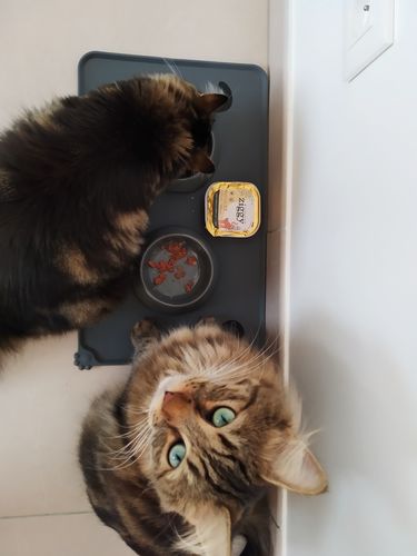 Avis photo d'un client sur Pâtée Chat Stérilisé Sans Céréales - Poulet