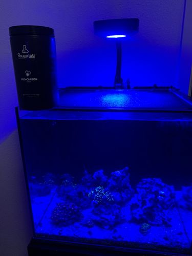 Customer photo review of Pro-Carbon