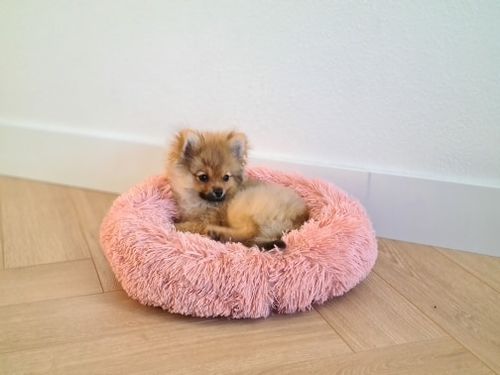 Customer photo review of Calming Donut Cuddle